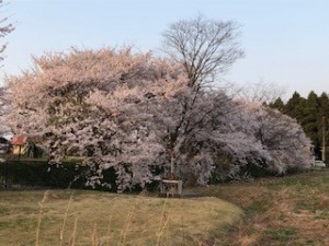 sakura